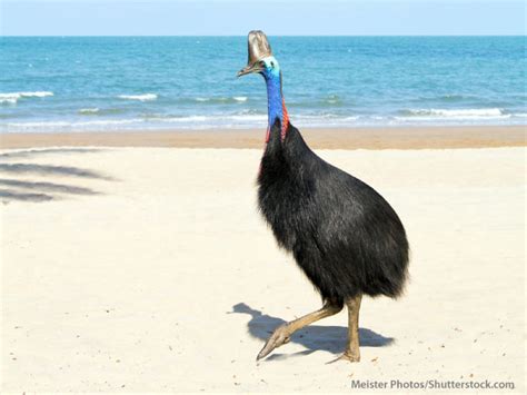 Cassowary Facts For Kids: Information, Pictures & Video