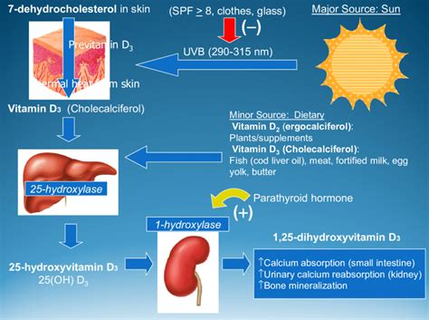 Human vitamin D synthesis pathways. Reproduced with permission from [7 ...