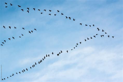 "Bird (Snow Geese) Migration In V Formation" by Stocksy Contributor ...