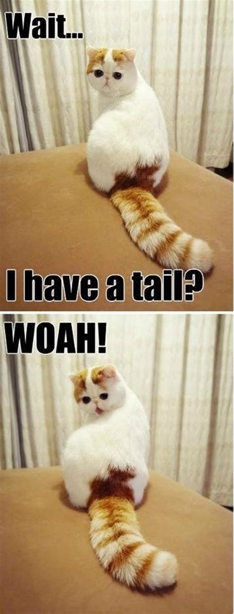 Funny Cat Pictures Captions - Why Do Meaningful Captions On Cat ...