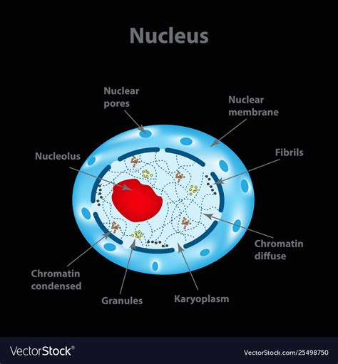 Biology4kidscom Cell Structure Cell Nucleus