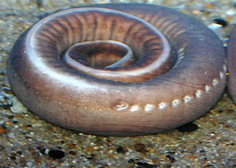 Weird Substances: Hagfish Slime | Hackaday