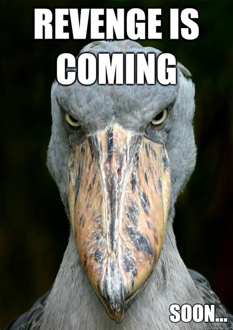 Revenge is coming Soon... - Shoebills Revenge - quickmeme