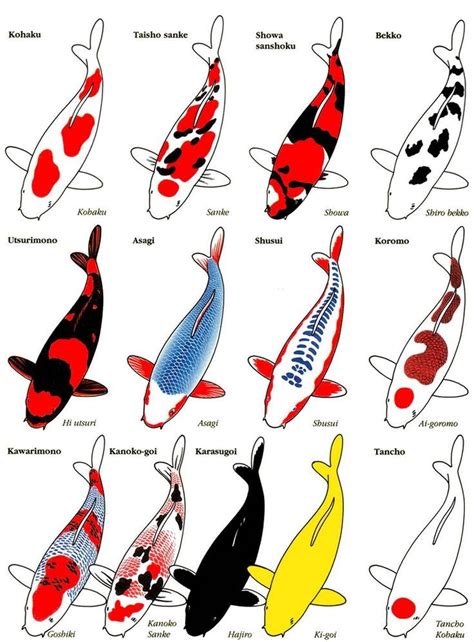 different types of Koi chart … | Koi art, Koi fish colors, Koi fish drawing