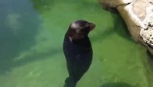 Spinning Seal Meme Gif - Draw-plum