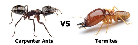 Carpenter Ants vs Termites - Pronto Pest Management