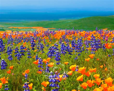 California, Wildflowers, Valley | PhotoArtistry by Diana Blair