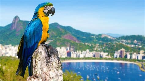 Blue and yellow macaw parrot in Rio de Janeiro, Brazil ...