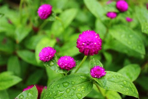 The Morning After: GOMPHRENA GLOBOSA