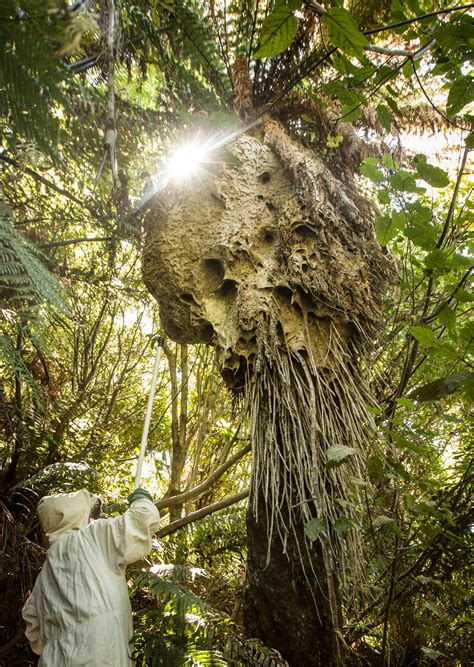 Wasp nest in tree 234853-Wasp nest in tree stump