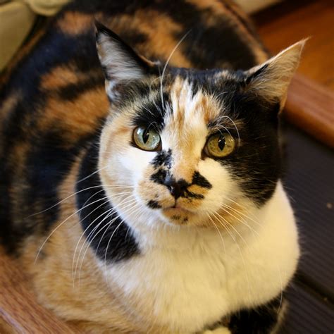 Calico Cat Closeup Picture | Free Photograph | Photos Public Domain