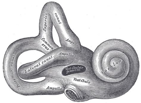 [Figure, The Internal Ear or Labyrinth,...] - StatPearls - NCBI Bookshelf