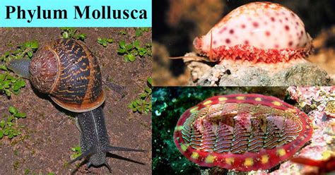 Phylum Mollusca- characteristics, classification, examples