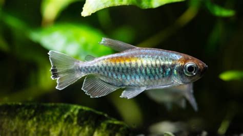 Breeding Tetras — Pet Central by Chewy