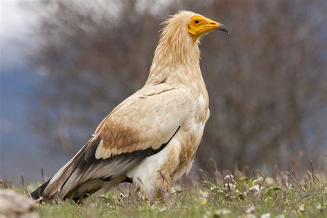 Egyptian Vulture Facts | CRITTERFACTS