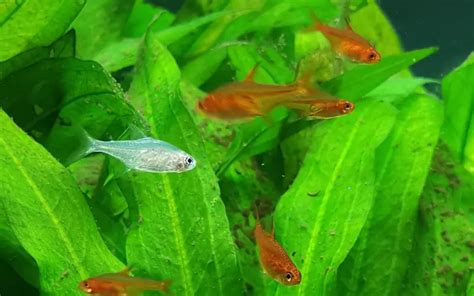 Ember Tetra Breeding Behavior: The ULTIMATE Beginners Guide