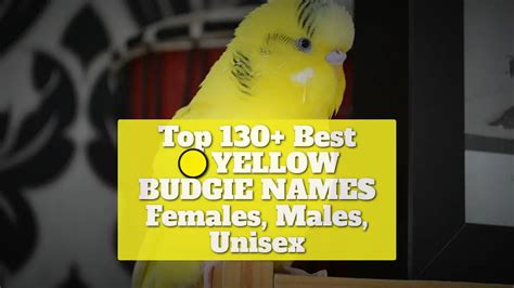 Top 130+ Best Yellow Budgie Names [Females, Males, Unisex]