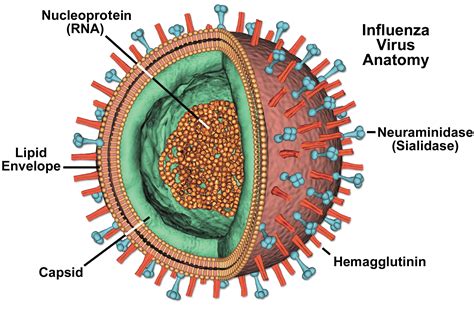 Sars Virus Diagram - Herbs and Food Recipes