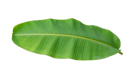 Banana Leaf Banana Leaf Banana Tree Png Transparent Clipart Image ...