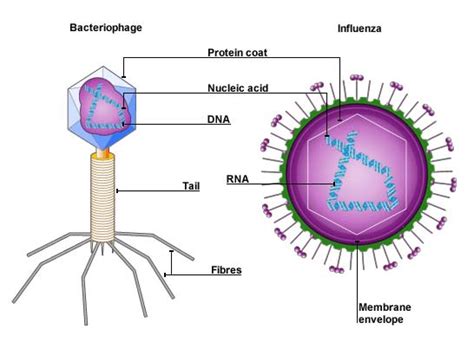 Viruses, History of virology, History of virology, Names and ...