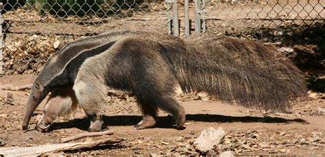 Giant Anteater – Myrmecophaga tridactyla - Ground Mammals