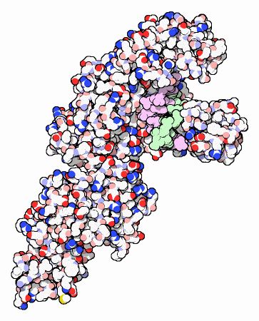 PDB-101: Molecule of the Month: DNA Polymerase