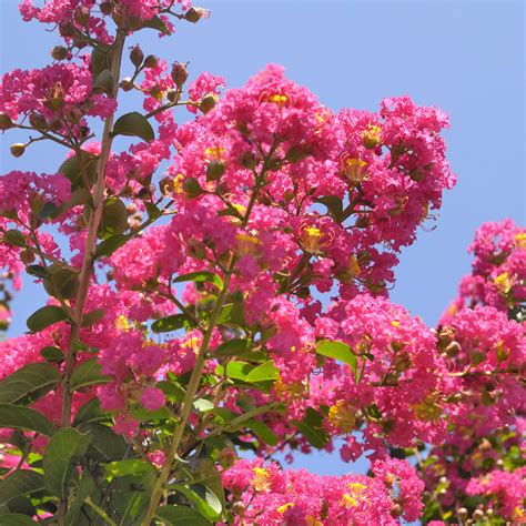 White Crepe Myrtle Tree Varieties