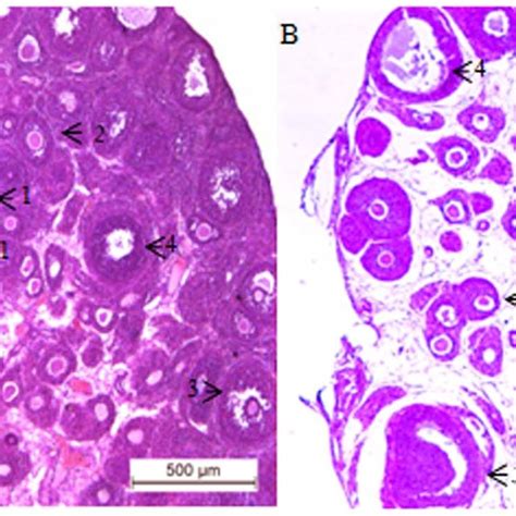 Ovarian histology. Histological picture of one representative ovary ...