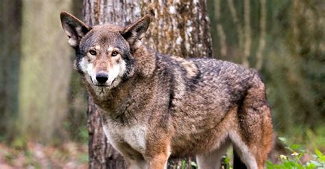 10 Incredible Red Wolf Facts - AZ Animals