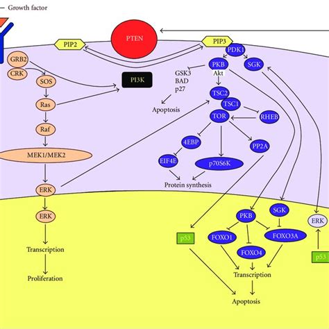 (PDF) PTEN Gene: A Model for Genetic Diseases in Dermatology