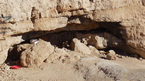 Feral cat colony managed with TNR seen in a park in Nevada Feral Cats ...