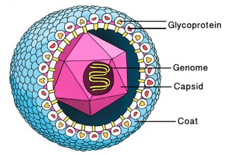 GoV 1 : Geometry of viruses – neverendingbooks