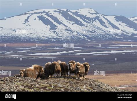 Musk ox herd in Arctic environment Stock Photo - Alamy