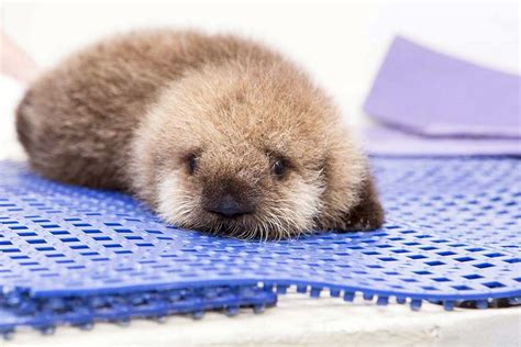 Baby sea otter joins Shedd Aquarium - Chicago Tribune