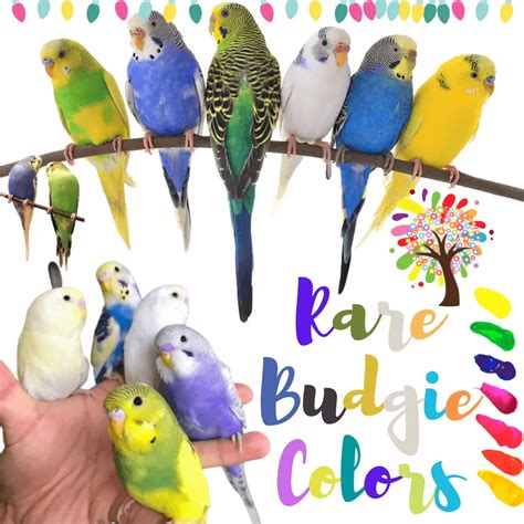 Rare Budgie Colors - 7 Rare Budgie Mutations and Budgie Colors