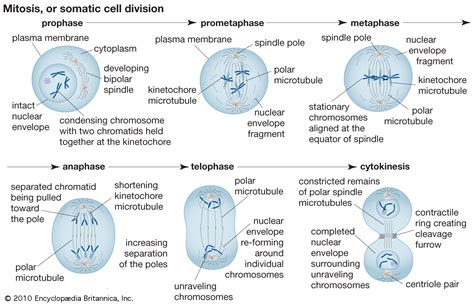 Mapa - El Proceso de la División Celular [The Process of Cell Division]