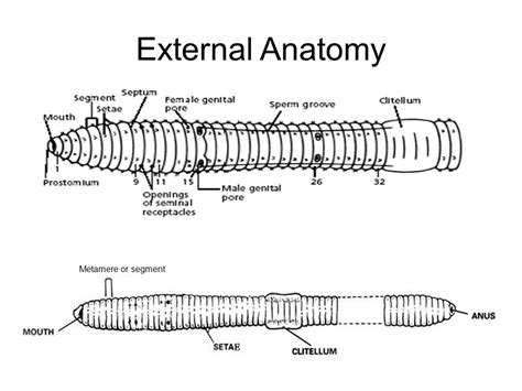 earthworm dissection