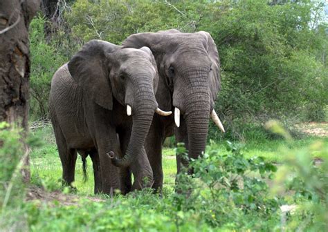 Congo Basin – Rainforest Trust