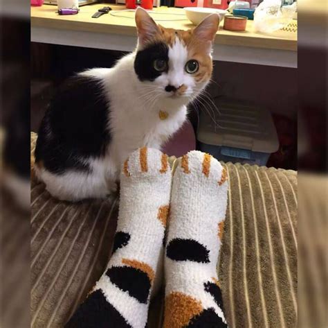 Cute Fluffy Cat Paw Socks | Fluffy cat, Paws socks, Cute cats and dogs