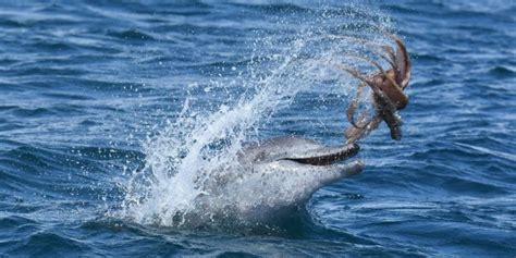 Scientists capture video of dolphins risking death to eat octopus | Ars ...