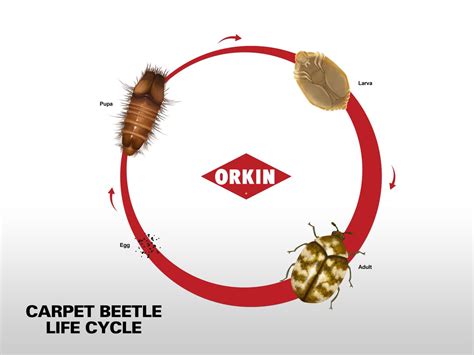 Life Cycle of Carpet Beetle: Phases & Reproduction of Carpet Beetles ...