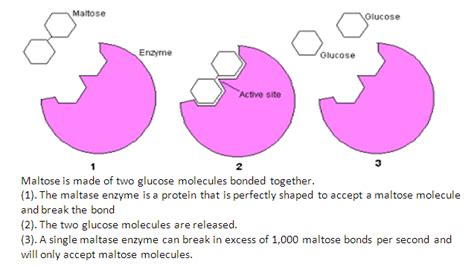 Maltase - Alchetron, The Free Social Encyclopedia