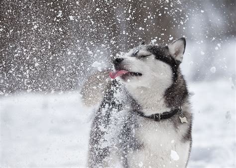 10 Dog Breeds That Love The Winter | Stacker