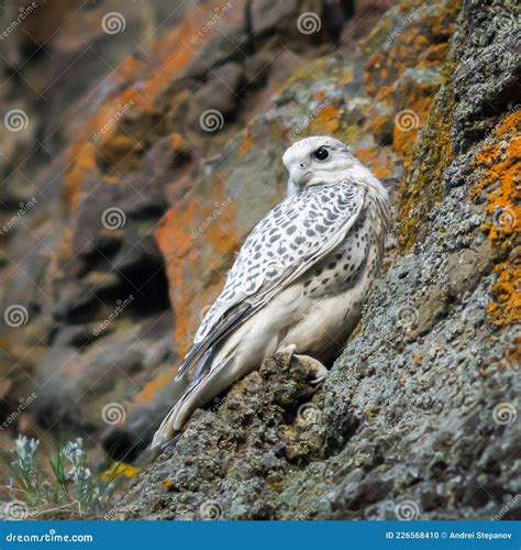 Gyrfalcon, Falco Rusticolus, Bird Of Prey Fly. Flying Rare Bird With ...