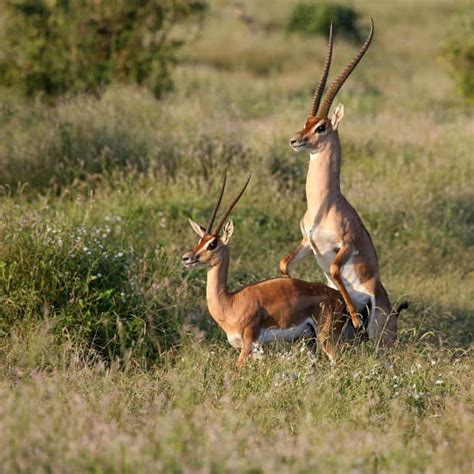 Grant’s Gazelle: Habitat, Diet & Unexpected Resourcefulness