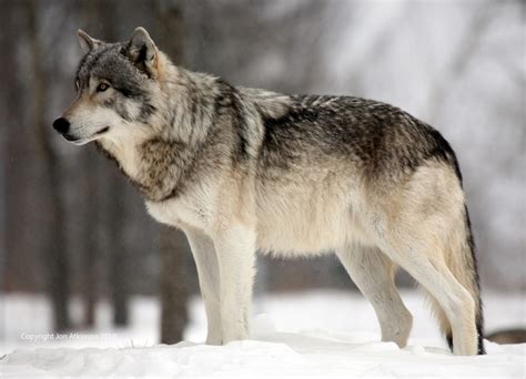 The Wild Wolf | New Pictures | The Wildlife