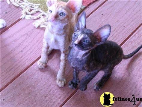 Cornish Rex Kitten for Sale: Cornish Rex Kittens for Sale 15 Yrs and 1 ...