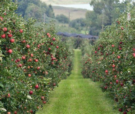 Apple Orchard on Foggy Mountain - Bountiful Harvest Ahead