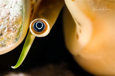 Conch Eye - Karlo Macas Photography