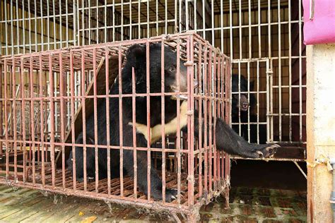 Black Bear Rescued from Bile Farm in Vietnam